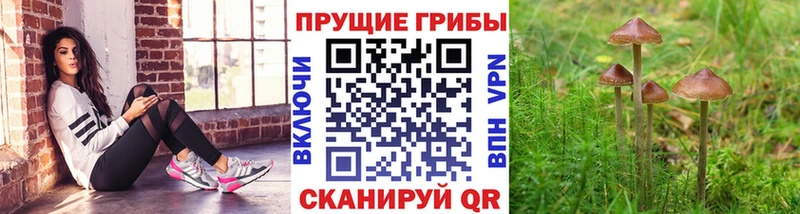 купить закладку  Саров  Псилоцибиновые грибы мухоморы 